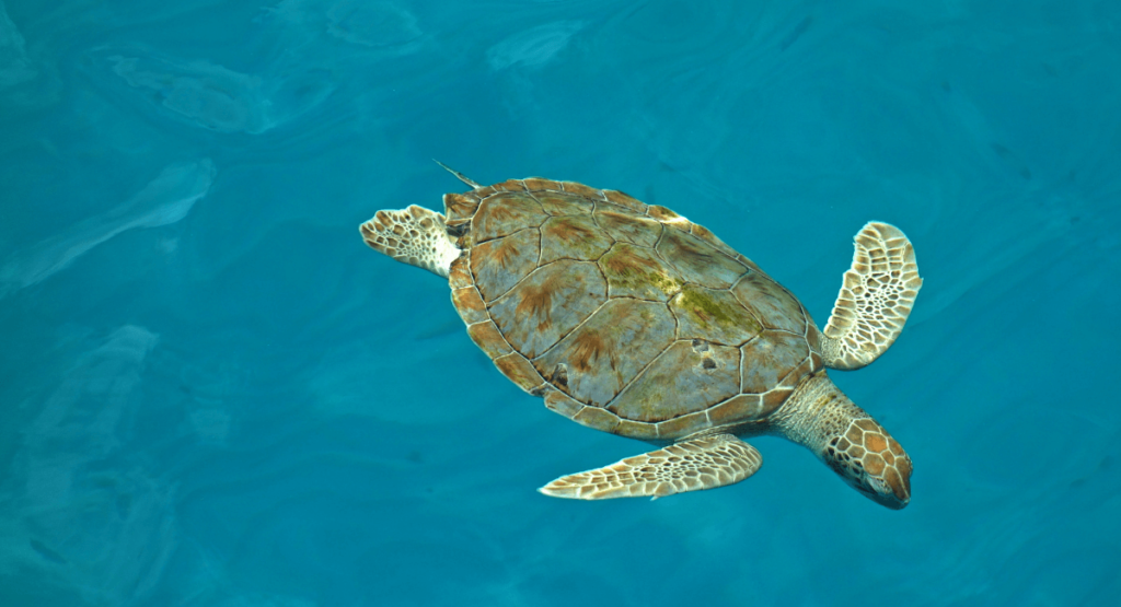 Leatherback Turtle Barbados News March 2021